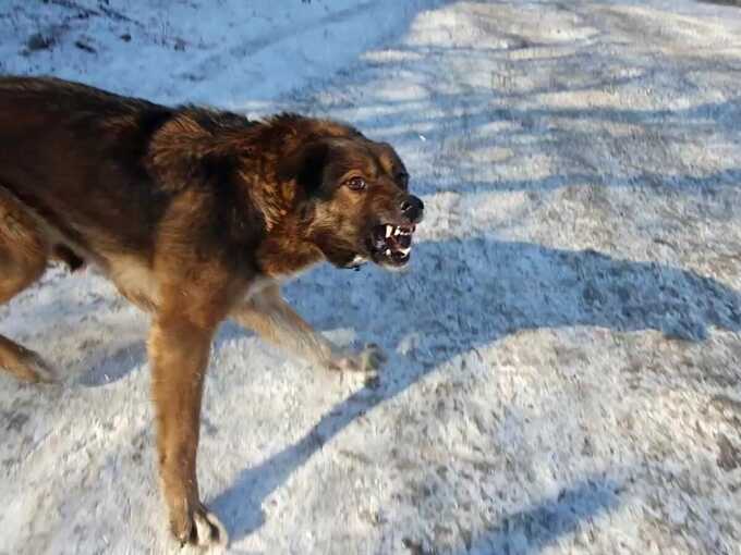 Собака напала на учителя в школе №9 в Чите